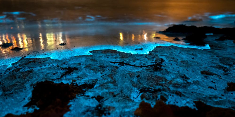 What Is Bioluminescence