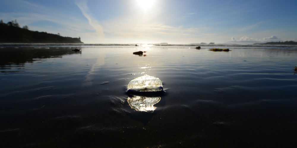 Velella’s Role In The Ocean Ecosystem