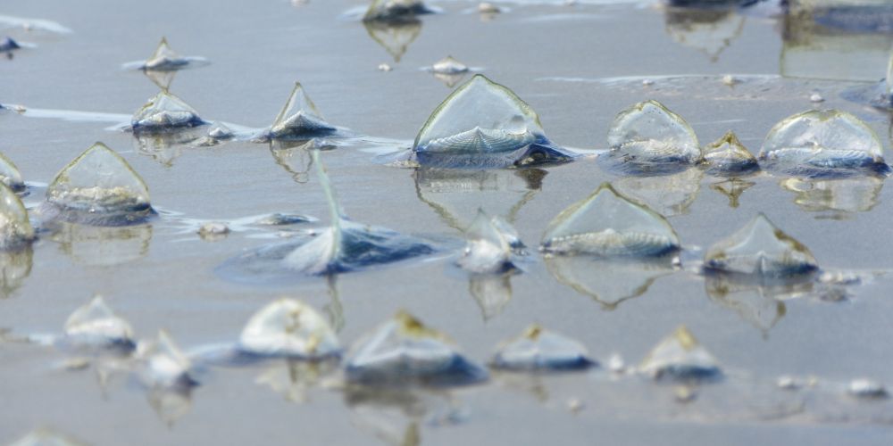 Velella