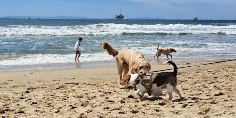 Huntington Dog Beach