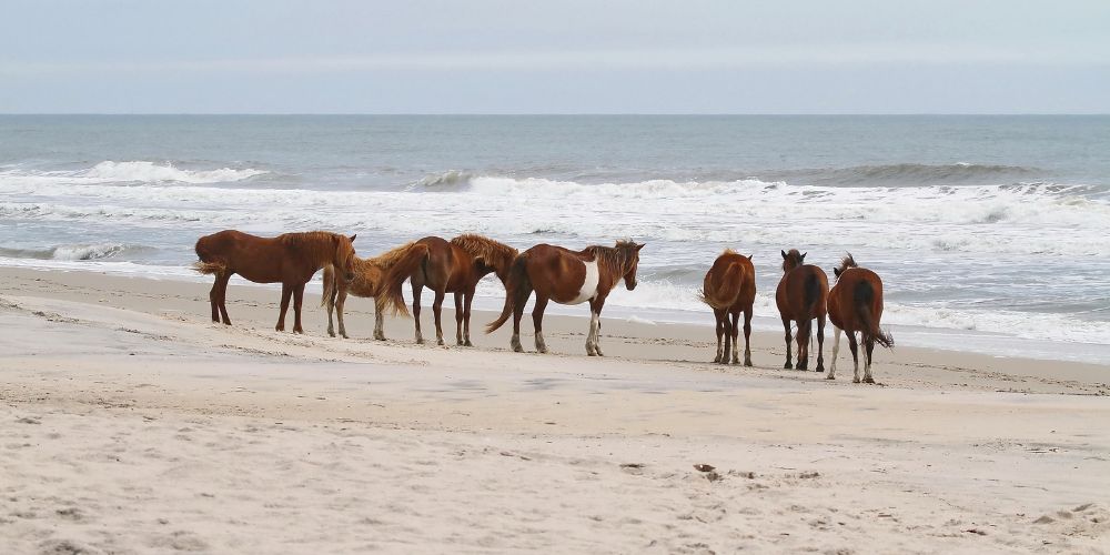 Assateague Island, Maryland