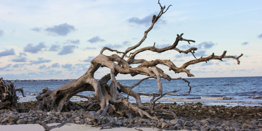 Driftwood Beach, Georgia