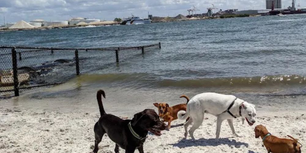 Davis Islands Dog Beach