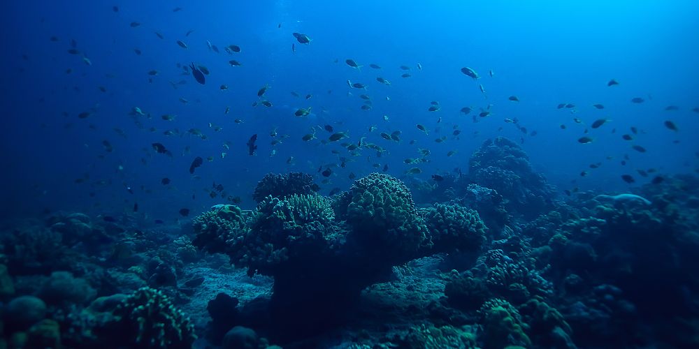 Respect Marine Life And The Environment